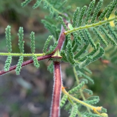 Sextius virescens (Acacia horned treehopper) at Murrumbateman, NSW - 8 Jan 2021 by SimoneC