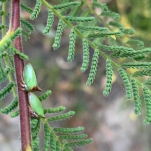 Sextius virescens at Murrumbateman, NSW - 8 Jan 2021 07:45 PM