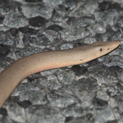 Lialis burtonis (Burton's Snake-lizard) at Tennent, ACT - 4 Jan 2021 by TimotheeBonnet