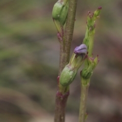 Lobelia gibbosa (Tall Lobelia) at MTR591 at Gundaroo - 19 Dec 2020 by MaartjeSevenster