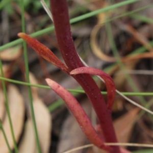 Lobelia gibbosa at Gundaroo, NSW - suppressed