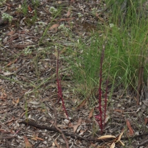 Lobelia gibbosa at Gundaroo, NSW - 19 Dec 2020