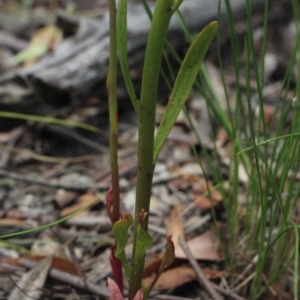 Lobelia gibbosa at Gundaroo, NSW - 28 Nov 2020