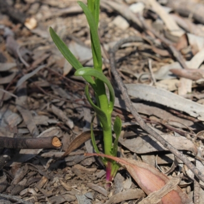 Lobelia gibbosa (Tall Lobelia) at Gundaroo, NSW - 13 Oct 2020 by MaartjeSevenster