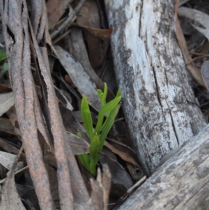 Lobelia gibbosa at Gundaroo, NSW - suppressed