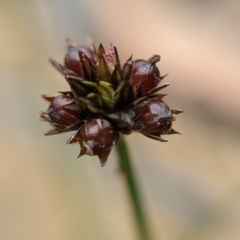 Juncus planifolius (broad-leaved rush) at Currawang, NSW - 6 Jan 2021 by camcols