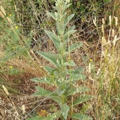 Verbascum thapsus subsp. thapsus (Great Mullein, Aaron's Rod) at Mount Painter - 3 Jan 2021 by drakes