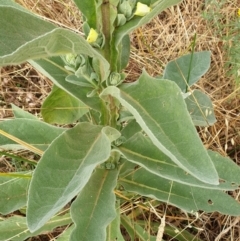 Verbascum thapsus subsp. thapsus at Cook, ACT - 4 Jan 2021