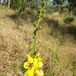 Verbascum virgatum at Cook, ACT - 26 Nov 2020