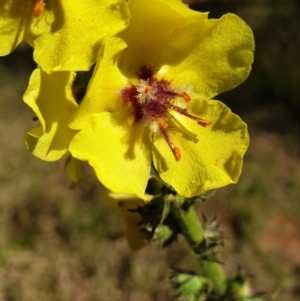 Verbascum virgatum at Cook, ACT - 26 Nov 2020