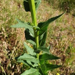 Verbascum virgatum at Cook, ACT - 26 Nov 2020