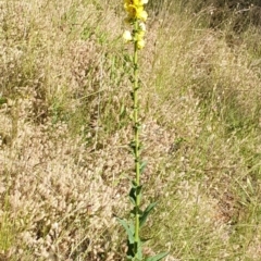 Verbascum virgatum at Cook, ACT - 26 Nov 2020