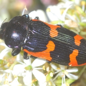 Castiarina bremei at Barton, ACT - 7 Jan 2021