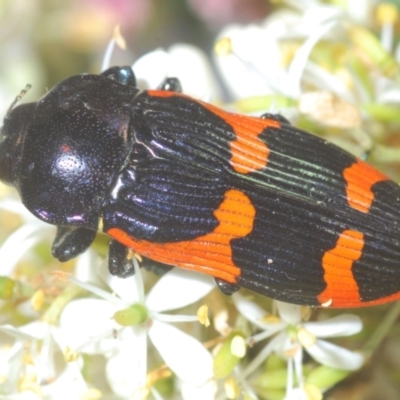 Castiarina bremei (A jewel beetle) at Mount Ainslie to Black Mountain - 7 Jan 2021 by Harrisi