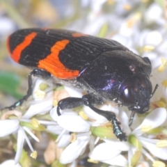 Castiarina bremei at Barton, ACT - 7 Jan 2021