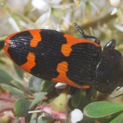 Castiarina bremei at Barton, ACT - 7 Jan 2021