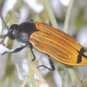 Castiarina balteata at Red Hill, ACT - 7 Jan 2021