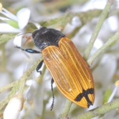 Castiarina balteata at Red Hill, ACT - 7 Jan 2021