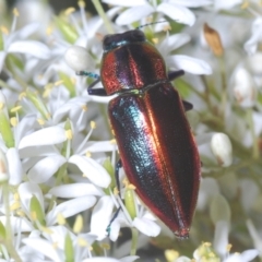 Selagis aurifera (Aurifera jewel beetle) at Red Hill, ACT - 7 Jan 2021 by Harrisi