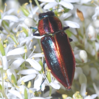 Selagis aurifera (Aurifera jewel beetle) at Red Hill, ACT - 7 Jan 2021 by Harrisi