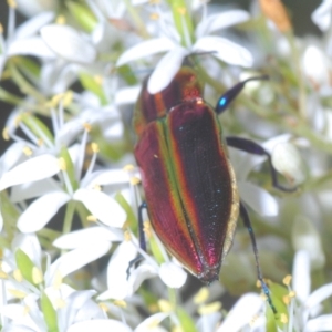 Selagis aurifera at Red Hill, ACT - 7 Jan 2021