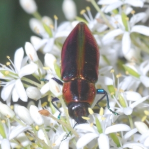 Selagis aurifera at Red Hill, ACT - 7 Jan 2021