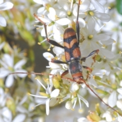 Aridaeus thoracicus (Tiger Longicorn Beetle) at Mount Ainslie to Black Mountain - 7 Jan 2021 by Harrisi
