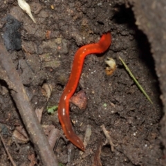 Argonemertes hillii (Hill's nemertean) at Acton, ACT - 8 Jan 2021 by TimL