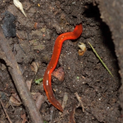 Argonemertes hillii (Hill's nemertean) at Acton, ACT - 8 Jan 2021 by TimL