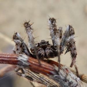 Backobourkia sp. (genus) at Yass River, NSW - 8 Jan 2021