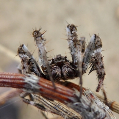 Backobourkia sp. (genus) (An orb weaver) at Rugosa - 8 Jan 2021 by SenexRugosus