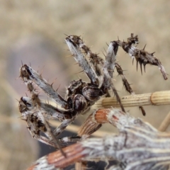 Backobourkia sp. (genus) at Yass River, NSW - 8 Jan 2021