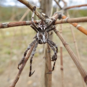 Backobourkia sp. (genus) at Yass River, NSW - 8 Jan 2021