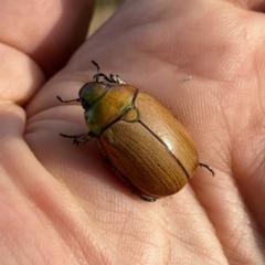 Anoplognathus sp. (genus) (Unidentified Christmas beetle) at Wandiyali-Environa Conservation Area - 4 Jan 2021 by Wandiyali