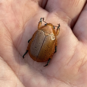 Anoplognathus porosus at Googong, NSW - 4 Jan 2021