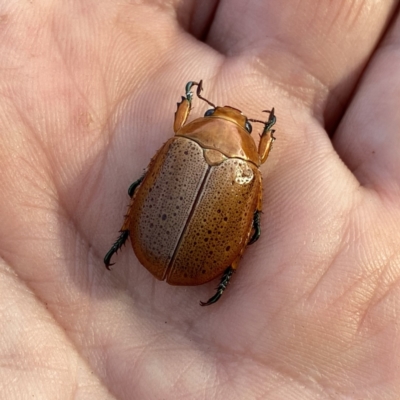 Anoplognathus porosus (Porosus Christmas beetle) at Wandiyali-Environa Conservation Area - 4 Jan 2021 by Wandiyali