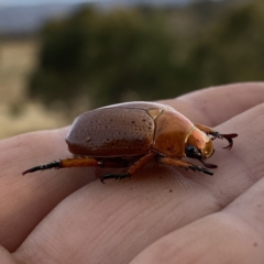 Anoplognathus porosus at Googong, NSW - 4 Jan 2021