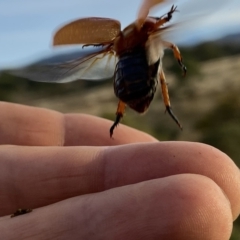 Anoplognathus porosus at Googong, NSW - 4 Jan 2021