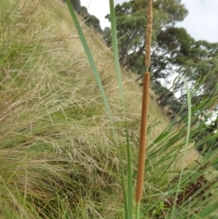 Typha domingensis (Bullrush) at Yass River, NSW - 7 Jan 2021 by SenexRugosus