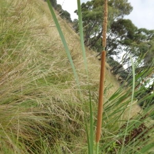 Typha domingensis at Yass River, NSW - 8 Jan 2021