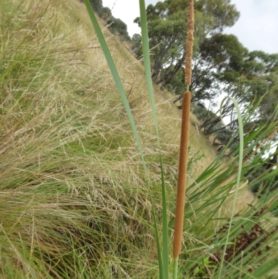 Typha domingensis (Bullrush) at Yass River, NSW - 8 Jan 2021 by SenexRugosus