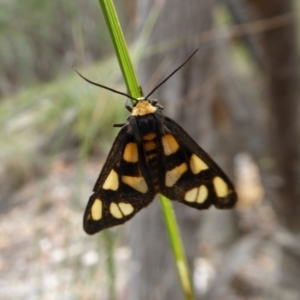 Amata (genus) at Yass River, NSW - 8 Jan 2021 03:49 PM