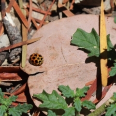 Harmonia conformis (Common Spotted Ladybird) at Cook, ACT - 8 Jan 2021 by Tammy