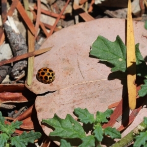 Harmonia conformis at Cook, ACT - 8 Jan 2021