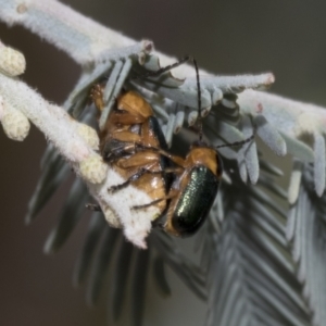 Aporocera (Aporocera) consors at Hawker, ACT - 6 Jan 2021