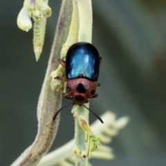 Calomela moorei (Acacia Leaf Beetle) at Holt, ACT - 6 Jan 2021 by AlisonMilton