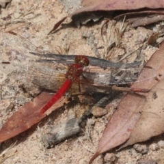 Diplacodes haematodes (Scarlet Percher) at Hawker, ACT - 5 Jan 2021 by AlisonMilton