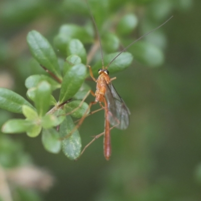 Ichneumonidae (family) (Unidentified ichneumon wasp) at Hawker, ACT - 5 Jan 2021 by AlisonMilton
