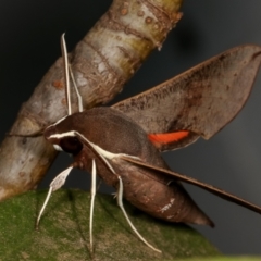 Hippotion scrofa (Coprosma Hawk Moth) at Melba, ACT - 27 Dec 2020 by kasiaaus