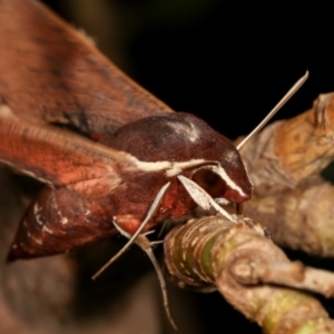 Hippotion scrofa at Melba, ACT - 27 Dec 2020